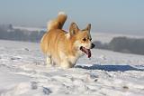 CORGI PEMBROKE 980
